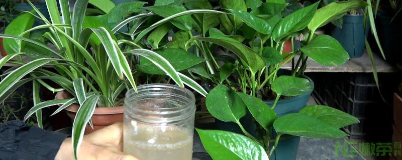 茶叶水可以浇绿萝吗？
