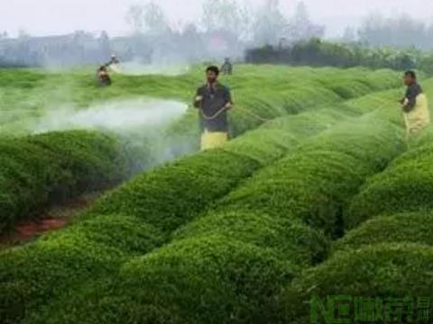 茶园管理知识：控制茶叶中农药残留的方法