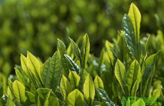 绿茶农药残留高吗？