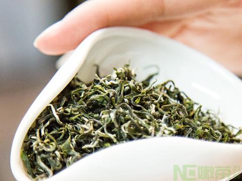 什么茶叶茶素含量高？
