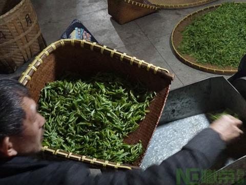 绿茶茶叶制作工艺？