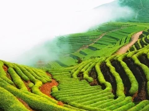 影响茶叶变质的环境因素有哪些？